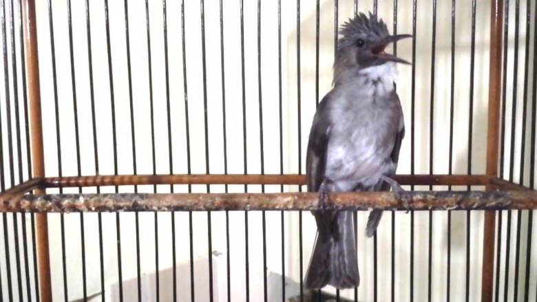 Tips Agar Suara Burung Bervariasi dan Rajin Bunyi
